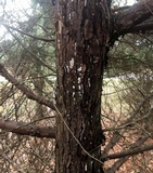 Dendrothele nivosa image