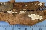 Dendrothele nivosa image
