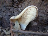 Omphalotus nidiformis image