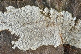 Dendrothele nivosa image
