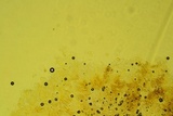 Dendrothele nivosa image