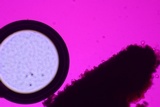 Dendrothele nivosa image