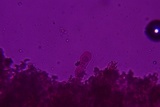 Dendrothele nivosa image