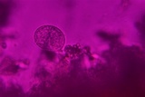 Dendrothele nivosa image