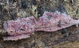 Ceriporia purpurea image