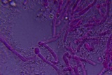 Ceriporia purpurea image