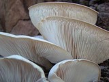 Omphalotus nidiformis image
