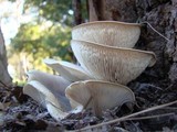 Omphalotus nidiformis image