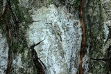 Eopyrenula intermedia image