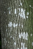 Eopyrenula intermedia image
