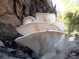 Omphalotus nidiformis image