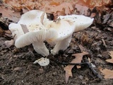 Tricholoma subresplendens image