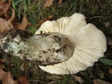 Tricholoma subresplendens image