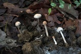 Panaeolus antillarum image