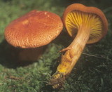 Phylloporus rhodoxanthus image
