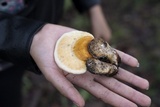 Ganoderma curtisii image