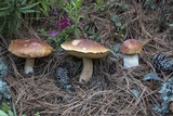 Boletus rubriceps image