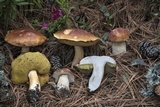 Boletus rubriceps image