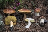 Boletus rubriceps image