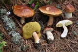 Boletus rubriceps image