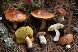 Boletus rubriceps image