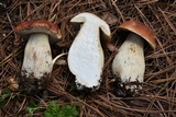 Boletus rubriceps image