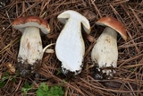 Boletus rubriceps image