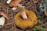 Boletus rubriceps image