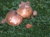 Armillaria solidipes image