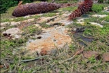 Steccherinum subcrinale image