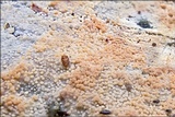 Steccherinum subcrinale image