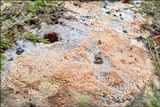 Steccherinum subcrinale image