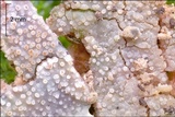 Steccherinum subcrinale image