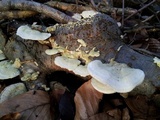 Trametes hirsuta image