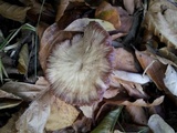 Laccaria amethystina image