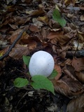 Image of Oudemansiella hygrophoroides