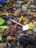 Oudemansiella hygrophoroides image