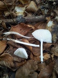 Oudemansiella hygrophoroides image
