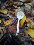 Oudemansiella hygrophoroides image