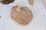 Lentinellus micheneri image