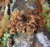 Phaeotremella frondosa image