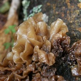 Phaeotremella frondosa image
