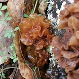 Phaeotremella frondosa image