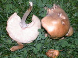 Armillaria solidipes image