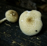 Lentinus tigrinus image