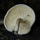 Lentinus tigrinus image