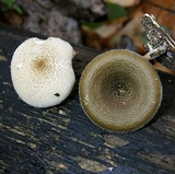 Lentinus tigrinus image