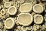 Lecanora pacifica image