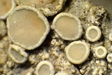Lecanora pacifica image