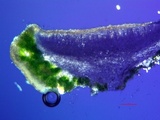 Lecanora pacifica image